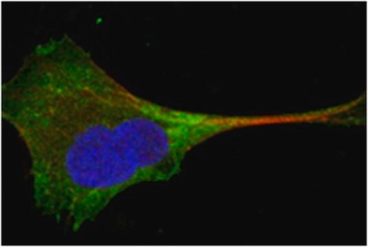 Anti-WNT10B Antibody, clone 5A7 ascites fluid, clone 5A7, from mouse