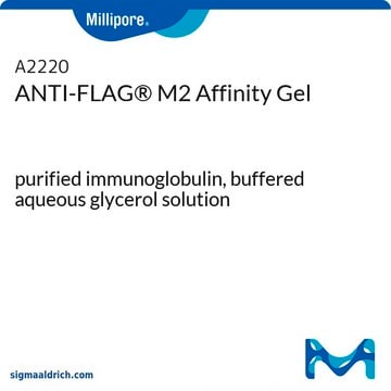 抗FLAG&#174; M2抗体 アフィニティーゲル purified immunoglobulin, buffered aqueous glycerol solution