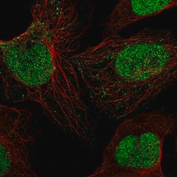 Anti-SIRT1 antibody produced in rabbit Prestige Antibodies&#174; Powered by Atlas Antibodies, affinity isolated antibody