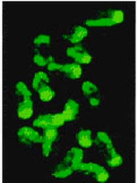 Anti-5-Methylcytosine Mouse mAb (162 33 D3) liquid, clone 162 33 D3, Calbiochem&#174;