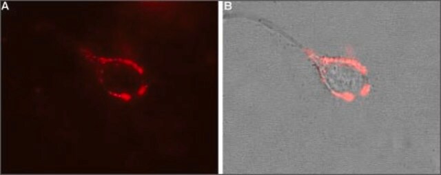 Anti-Calcium Channel (&#945;2/&#948;-1 Subunit) antibody produced in rabbit affinity isolated antibody, lyophilized powder