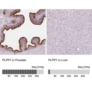 Anti-PLPP1 antibody produced in rabbit Prestige Antibodies&#174; Powered by Atlas Antibodies, affinity isolated antibody, buffered aqueous glycerol solution