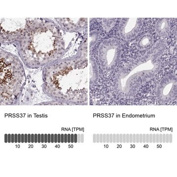 Anti-PRSS37 antibody produced in rabbit Prestige Antibodies&#174; Powered by Atlas Antibodies, affinity isolated antibody, buffered aqueous glycerol solution