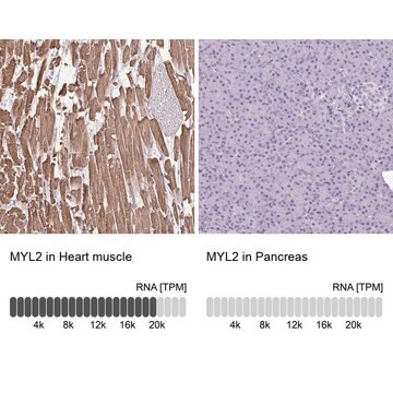 Anti-MYL2 antibody produced in rabbit Prestige Antibodies&#174; Powered by Atlas Antibodies, affinity isolated antibody, buffered aqueous glycerol solution