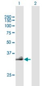 Anti-HAS3 antibody produced in mouse purified immunoglobulin, buffered aqueous solution