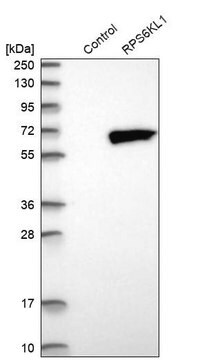 Anti-RPS6KL1 antibody produced in rabbit Prestige Antibodies&#174; Powered by Atlas Antibodies, affinity isolated antibody, buffered aqueous glycerol solution