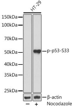 Anti-Phospho-p53-S33 antibody produced in rabbit