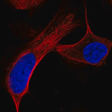 Anti-ATM antibody produced in rabbit Prestige Antibodies&#174; Powered by Atlas Antibodies, affinity isolated antibody