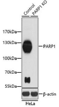 Anti-PARP1 antibody produced in rabbit