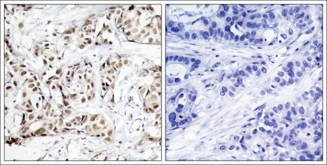 Anti-phospho-MAPK9 (pThr183) antibody produced in rabbit affinity isolated antibody