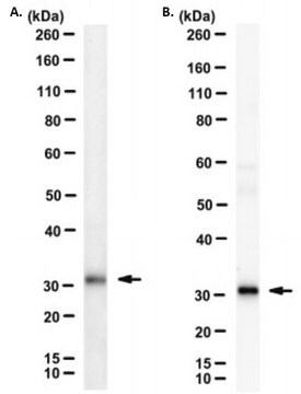 Anti-TIGIT Antibody, clone 1G9