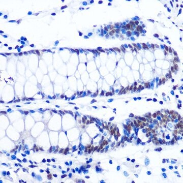 Anti-NRF1 antibody produced in rabbit