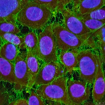 Anti-Aurora B from rabbit, purified by affinity chromatography