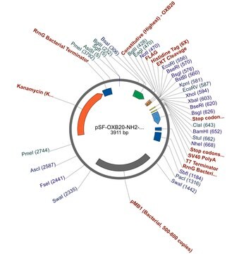 PSF-OXB20-NH2-FLAG&#174;-6HIS-EKT - N-TERMINAL FLAG&#174; AND 6 HIS DUAL TAG BACTERIAL PLASMID plasmid vector for molecular cloning