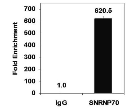 Magna RIP&#174; RNA-Binding Protein Immunoprecipitation Kit RNA Immunoprecipitation (RIP) Kit containing all necessary reagents to perform 12 individual RNA-binding protein immunoprecipitation (RIP) reactions using protein A/G magnetic beads.