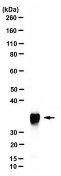 Anti-Influenza A Virus NSP1 Antibody, clone 2H6