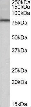 Anti-DYRK1A (N-terminal) antibody produced in goat affinity isolated antibody, buffered aqueous solution