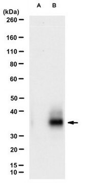 Anti-EpCAM Antibody, clone EpMab?16