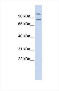 Anti-DAGLB antibody produced in rabbit affinity isolated antibody