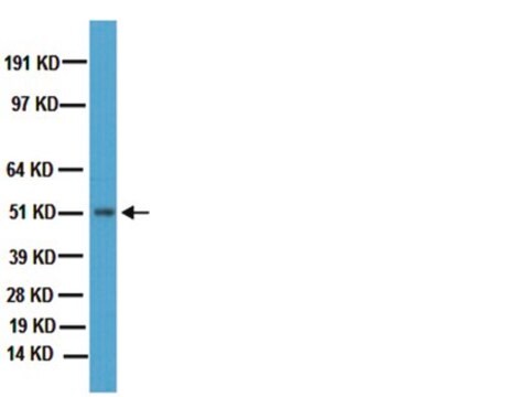 Anti-Dopamine D2 Receptor Antibody Chemicon&#174;, from rabbit