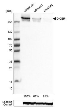 Monoclonal Anti-DICER1 antibody produced in mouse Prestige Antibodies&#174; Powered by Atlas Antibodies, clone CL0378, purified immunoglobulin, buffered aqueous glycerol solution