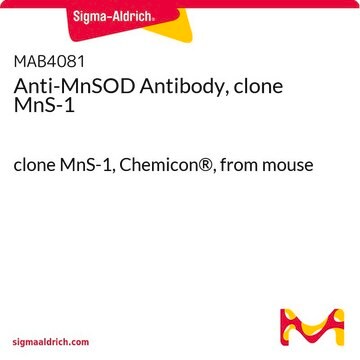 Anti-MnSOD Antibody, clone MnS-1 clone MnS-1, Chemicon&#174;, from mouse