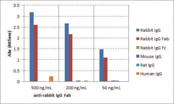 Anti-Rabbit IgG Fab-Biotin antibody, Goat monoclonal recombinant, expressed in HEK 293 cells, clone RMG01, purified immunoglobulin