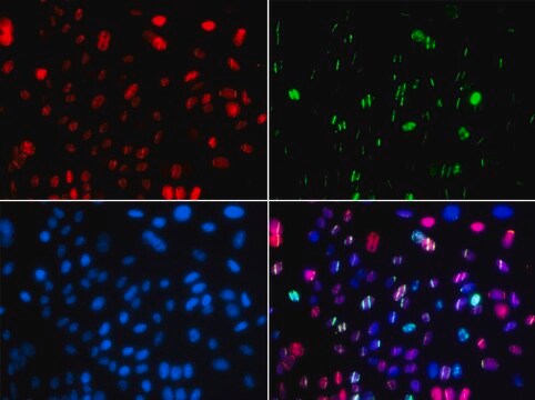 Anti-Phospho-p53-S15 antibody produced in rabbit