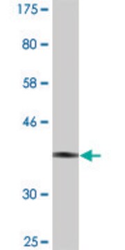 Monoclonal Anti-GTF2H4, (C-terminal) antibody produced in mouse clone 4F6, purified immunoglobulin, buffered aqueous solution