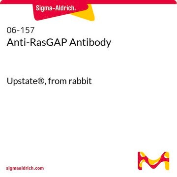 Anti-RasGAP Antibody Upstate&#174;, from rabbit