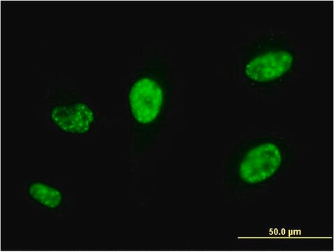 Monoclonal Anti-PCGF5 antibody produced in mouse clone 3C10, purified immunoglobulin, buffered aqueous solution