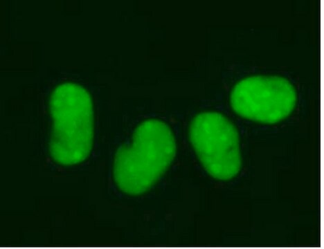 LentiBrite GFP-HMGB1 Lentiviral Biosensor