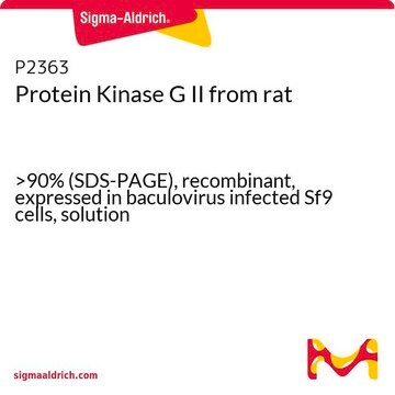 Protein Kinase&#160;G II from rat &gt;90% (SDS-PAGE), recombinant, expressed in baculovirus infected Sf9 cells, solution