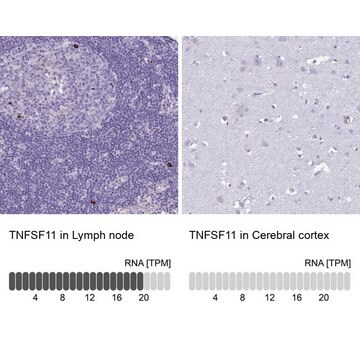 Anti-TNFSF11 antibody produced in rabbit Prestige Antibodies&#174; Powered by Atlas Antibodies, affinity isolated antibody, buffered aqueous glycerol solution