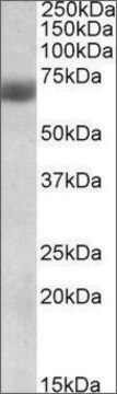 Anti-NFE2L2 antibody produced in goat affinity isolated antibody, buffered aqueous solution