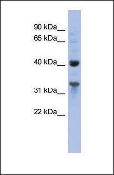 Anti-MRPL37, (N-terminal) antibody produced in rabbit affinity isolated antibody