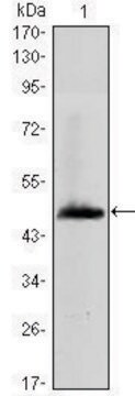 Monoclonal Anti-HAS1 antibody produced in mouse clone 3E10, ascites fluid