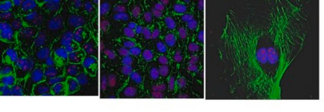 Anti-MSL-2 Antibody, clone 10C3.1 clone 10C3.1, from mouse