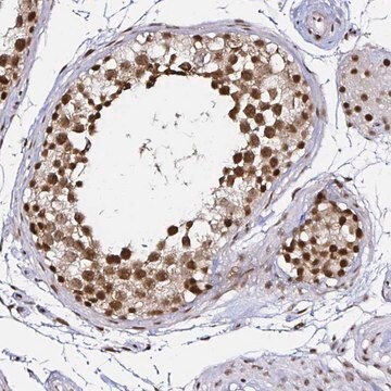 Anti-SNRPC antibody produced in rabbit Prestige Antibodies&#174; Powered by Atlas Antibodies, affinity isolated antibody, buffered aqueous glycerol solution