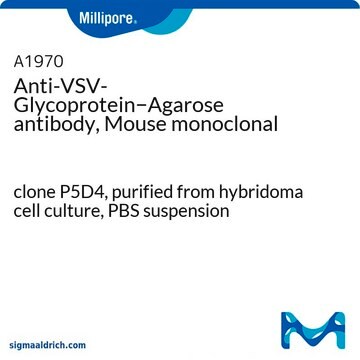 Anti-VSV-Glycoprotein&#8722;Agarose antibody, Mouse monoclonal clone P5D4, purified from hybridoma cell culture, PBS suspension