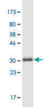 Monoclonal Anti-LSM4 antibody produced in mouse clone 8A10, purified immunoglobulin