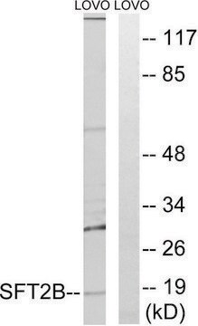 Anti-SFT2B antibody produced in rabbit affinity isolated antibody