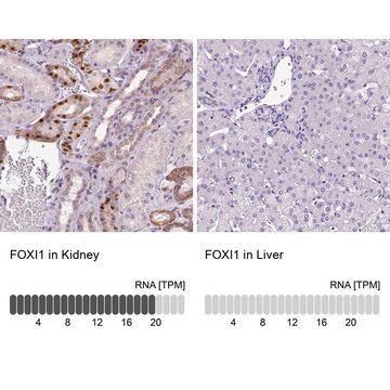 Anti-FOXI1 antibody produced in rabbit Prestige Antibodies&#174; Powered by Atlas Antibodies, affinity isolated antibody, buffered aqueous glycerol solution