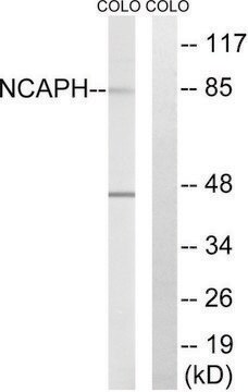 Anti-NCAPH antibody produced in rabbit affinity isolated antibody