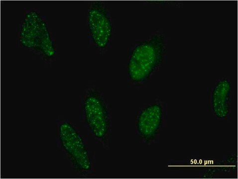 Monoclonal Anti-PPARA antibody produced in mouse clone 1A8, purified immunoglobulin, buffered aqueous solution