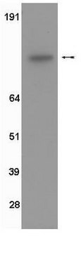 Anti-EGFR (CT) Antibody, clone 13G8 clone 13G8, from mouse