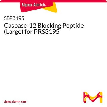 Caspase-12 Blocking Peptide (Large) for PRS3195