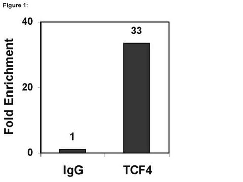 ChIPAb+ TCF-4 - ChIP Validated Antibody and Primer Set from mouse