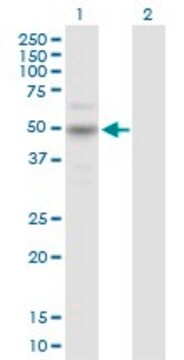 Anti-CARD8 antibody produced in rabbit purified immunoglobulin, buffered aqueous solution