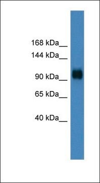 Anti-PPARGC1A antibody produced in rabbit affinity isolated antibody